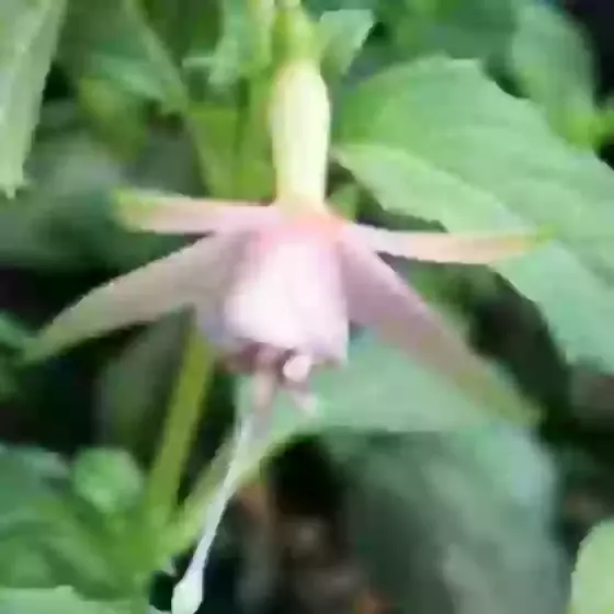 Fuchsia Grayrigg
